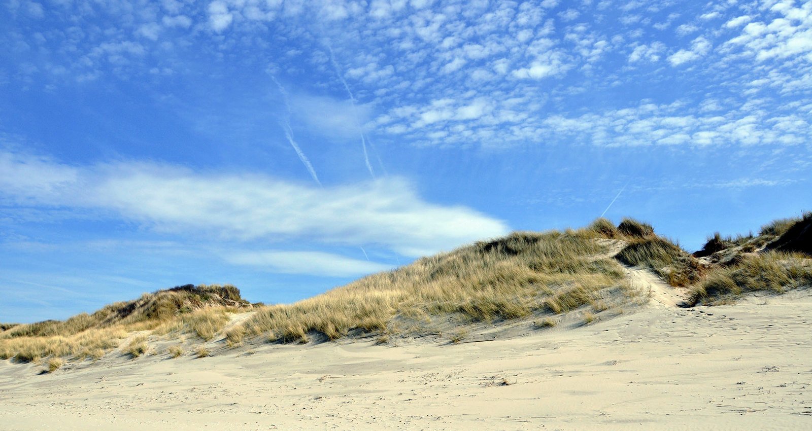 Les oyats couchés par le vent devant la plage immense de Bray-Dunes.